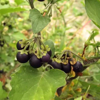 Makoy Fruit (Solanum nigrum) used in Gas Q